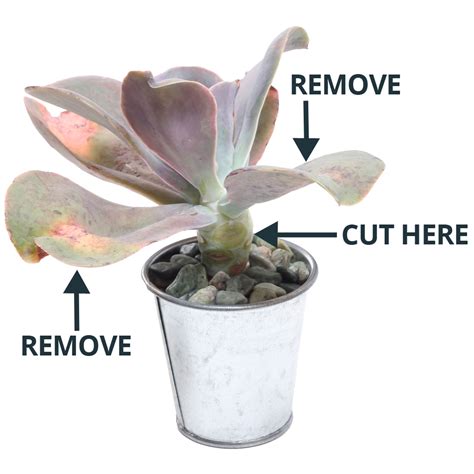 Repotting overgrown succulents: step-by-step guide - Mountain Crest Gardens