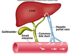 Enterohepatic Circulation