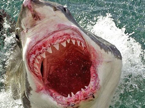 Sharks on Twitter: Australian scientists use transmitters to warn bathers of dangerous fish ...