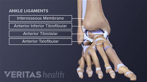 Ankle Anatomy: Muscles and Ligaments