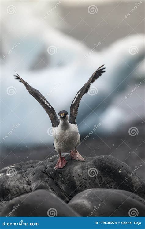 Imperial Cormorant, Breeding Colony, Stock Photo - Image of nesting ...