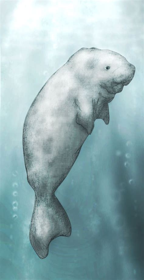 Dugong | Dugong, Mammals, Animals