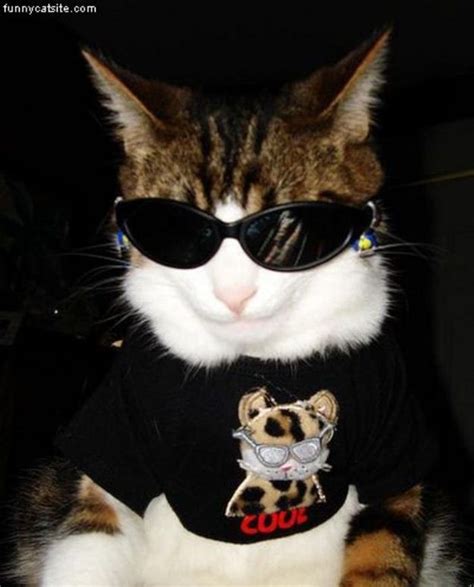 101 Cats Wearing Sunglasses | Komik hayvan fotoğrafları, Güzel kedi, Komik hayvan