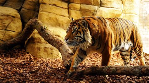 Wallpapers Tiger - Wallpaper Cave