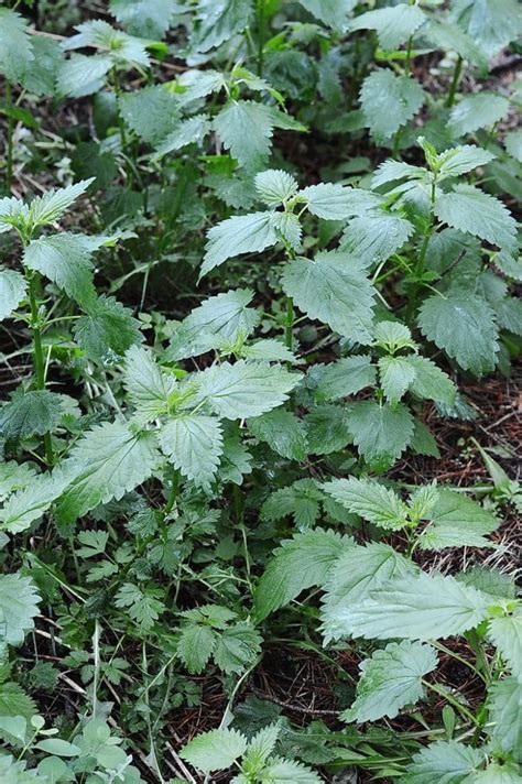 Harvest Stinging Nettle Root in the Fall for Men's Health - Joybilee® Farm | DIY | Herbs ...