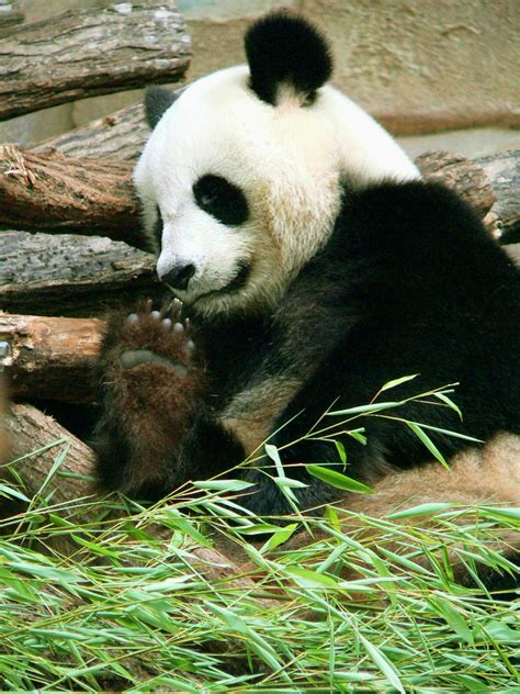 Pin by HERVÉ SAVARD on Zoo de Beauval - Pandas | Panda, Panda bear, Pet ...