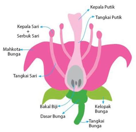 Gambar Bagian Bunga Dan Cara Penyerbukan – pulp