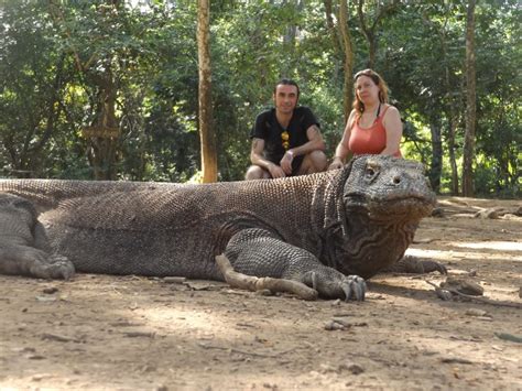 Komodo Dragon Eating People