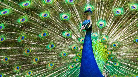 The Peacock's 'Tuneful' Tail Feathers | Audubon