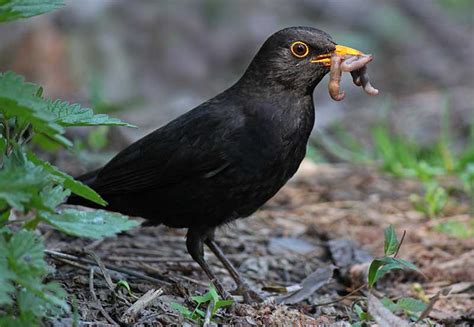 Blackbird | Bird Identification Guide | Bird Spot