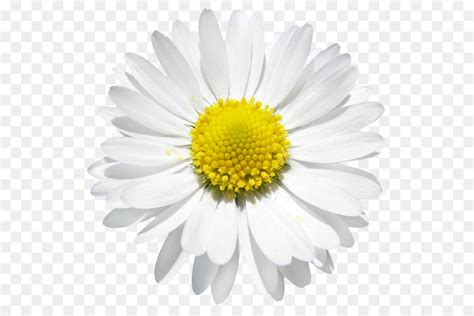 Free Daisy Flower Transparent, Download Free Daisy Flower Transparent ...