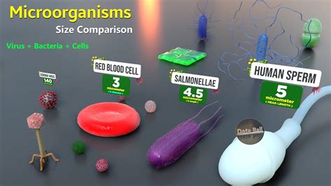 Bacteria Sizes