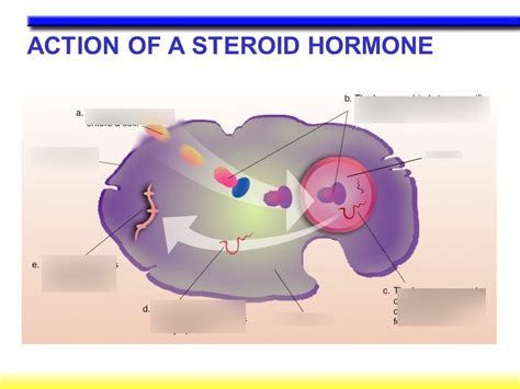 steroid hormone pathway (direct) Diagram | Quizlet