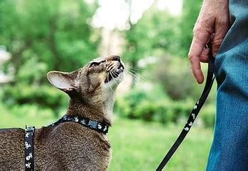 Best Escape Proof Cat Harnesses For Outdoor Adventures - TinPaw