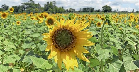 Flower farms of Gundlupet village in Karnataka | Sunflowers | Day Trip | Travel | Manorama English