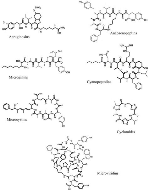 Examples of chemical structures of the seven major oligopeptide classes ...