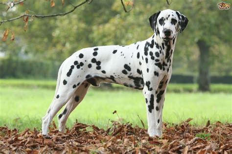 Dalmatian Dog Breed Information, Buying Advice, Photos and Facts | Pets4Homes