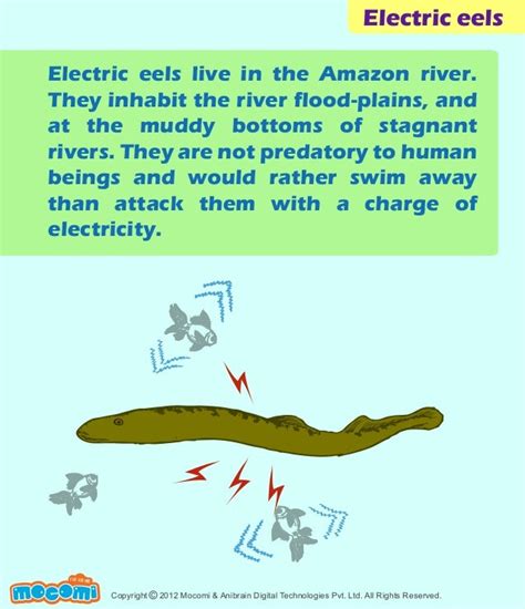 Electric Eel Facts For Kids | Kids Matttroy