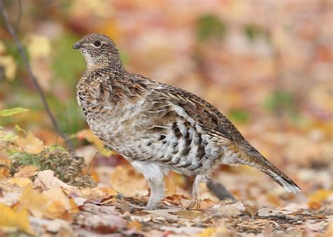 Ruffed Grouse Bonasa umbellus | List of birds, Grouse, State birds