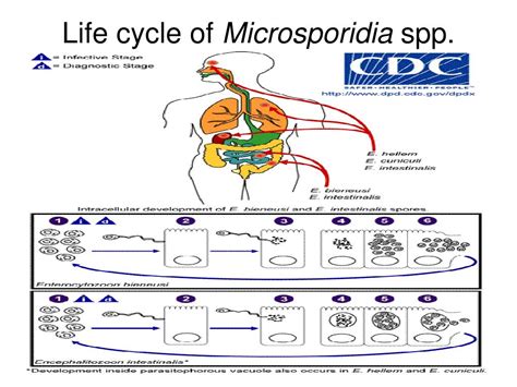 PPT - Protozoan parasites PowerPoint Presentation, free download - ID:6702953