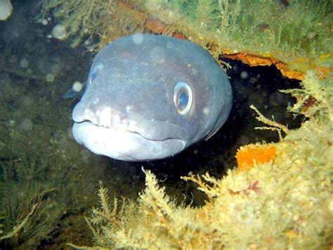 Conger Eel – "OCEAN TREASURES" Memorial Library