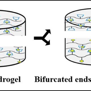 Application of self-healing hydrogel in wound healing. | Download Scientific Diagram