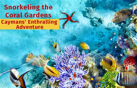 Snorkeling the Coral Gardens – Caymans' Enthralling Adventure