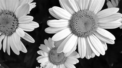 🔥 [40+] Black and White Daisy Wallpapers | WallpaperSafari