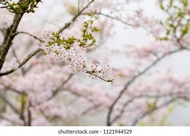 Cherry Blossoms On Alishan Taichung Taiwan Stock Photo 1121944529 | Shutterstock