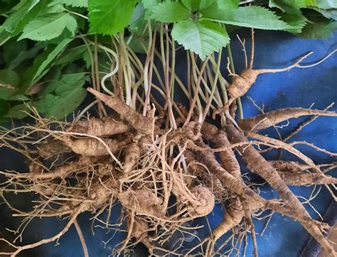 Ginseng in the spotlight | Edible Columbus