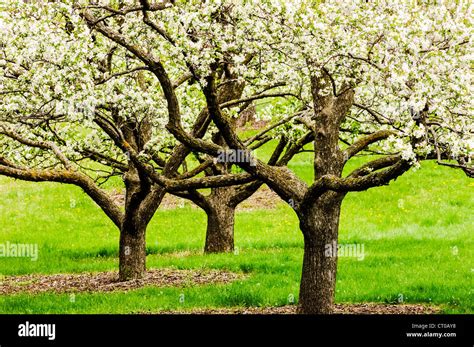 Three apple trees in bloom at the University of Minnesota Landscape ...