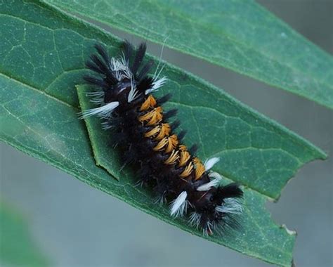 Garden Caterpillar Identification and Guide | Owlcation