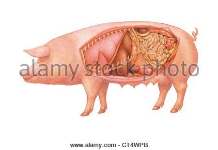 pig anatomy respiratory lungs Stock Photo: 34981648 - Alamy