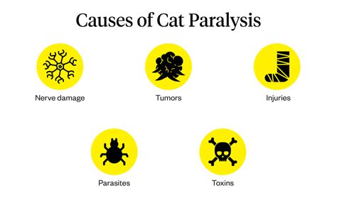 Cat Paralysis: Causes And Treatment | Dutch