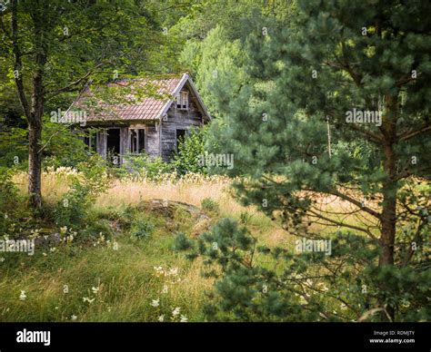 Wooden hut in forest Stock Photo - Alamy