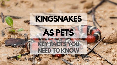 Kingsnakes as Pets: Key Facts You Need to Know - Reptiles Pets