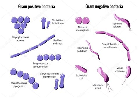 Bacterias grampositivas y gramnegativas 2022