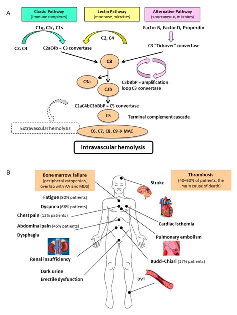 Paroxysmal A Cell In Diagram