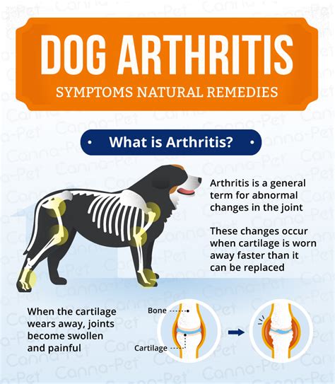 How Do I Know If My Dog Has Arthritis Pain