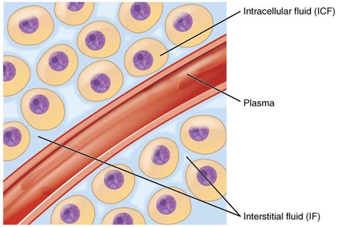 Body Fluids and Fluid Compartments | Anatomy and Physiology II