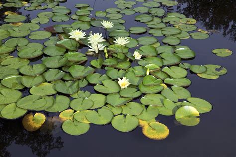 Water Lily Adaptations | Sciencing