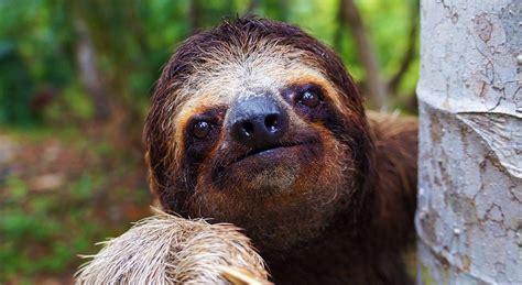 Sloth Facts That Will Make You Smile | Sloth facts, Sloth, Smiling animals