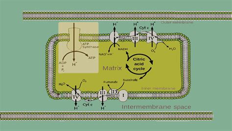 Oxidative Phosphorylation Process