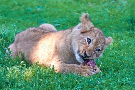 Baby Lion Eating Meat Stock Photos - Free & Royalty-Free Stock Photos from Dreamstime