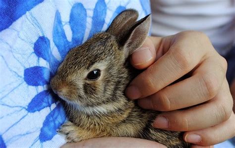 8 Easy Ways to Keep a Rabbit Calm While Travelling - Pets That Travel