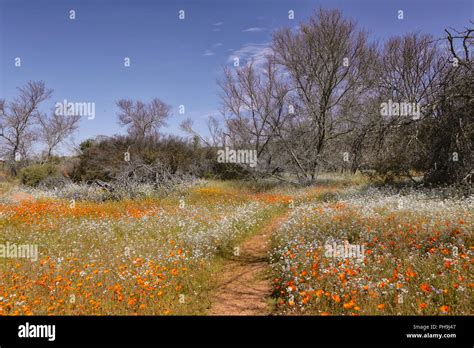 flowers at namaqua national park Stock Photo - Alamy