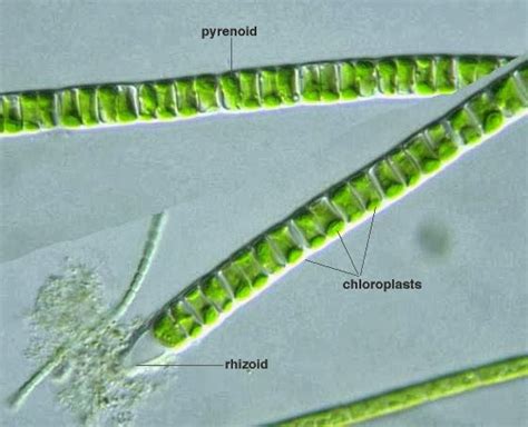 Growing Algae: Looking at the Green Algae Mixture Under a Microscope