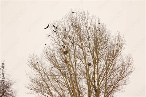 Fototapeta Crows and their nests on a bare tree during snowfall in ...