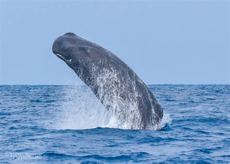 More sperm whale breaches! - Azores Whales