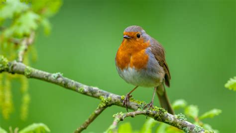 'Shazam' voor vogels: deze app herkent geluiden van 220 vogelsoorten | De Morgen